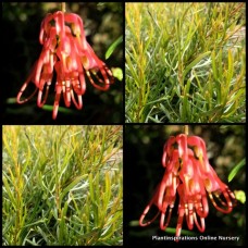 Grevillea Pinaster Compact x 1 Plant Groundcover Dwarf Red Pink Flowering Native Garden Plants Rockery Embankments Hardy Drought Frost thelemanniana